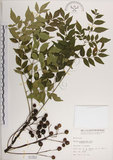 中文名:楝(S001353)學名:Melia azedarach L.(S001353)中文別名:苦楝英文名:China Tree, China Berry-tree