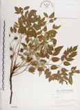 中文名:楝(S002997)學名:Melia azedarach L.(S002997)中文別名:苦楝英文名:China Tree, China Berry-tree