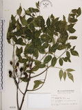 中文名:楝(S003155)學名:Melia azedarach L.(S003155)中文別名:苦楝英文名:China Tree, China Berry-tree