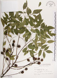 中文名:楝(S003156)學名:Melia azedarach L.(S003156)中文別名:苦楝英文名:China Tree, China Berry-tree