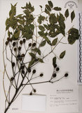中文名:楝(S003157)學名:Melia azedarach L.(S003157)中文別名:苦楝英文名:China Tree, China Berry-tree