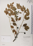 中文名:楝(S005519)學名:Melia azedarach L.(S005519)中文別名:苦楝英文名:China Tree, China Berry-tree