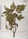 中文名:楝(S011946)學名:Melia azedarach L.(S011946)中文別名:苦楝英文名:China Tree, China Berry-tree