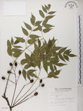 中文名:楝(S011947)學名:Melia azedarach L.(S011947)中文別名:苦楝英文名:China Tree, China Berry-tree