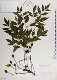 中文名:楝(S011948)學名:Melia azedarach L.(S011948)中文別名:苦楝英文名:China Tree, China Berry-tree