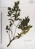 中文名:楝(S011949)學名:Melia azedarach L.(S011949)中文別名:苦楝英文名:China Tree, China Berry-tree