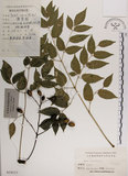 中文名:楝(S024117)學名:Melia azedarach L.(S024117)中文別名:苦楝英文名:China Tree, China Berry-tree