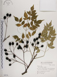 中文名:楝(S049758)學名:Melia azedarach L.(S049758)中文別名:苦楝英文名:China Tree, China Berry-tree