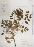中文名:楝(S056237)學名:Melia azedarach L.(S056237)中文別名:苦楝英文名:China Tree, China Berry-tree