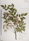 中文名:楝(S058932)學名:Melia azedarach L.(S058932)中文別名:苦楝英文名:China Tree, China Berry-tree