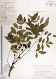 中文名:楝(S061340)學名:Melia azedarach L.(S061340)中文別名:苦楝英文名:China Tree, China Berry-tree