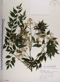 中文名:楝(S077495)學名:Melia azedarach L.(S077495)中文別名:苦楝英文名:China Tree, China Berry-tree