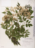 中文名:楝(S077496)學名:Melia azedarach L.(S077496)中文別名:苦楝英文名:China Tree, China Berry-tree