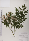 中文名:楝(S077497)學名:Melia azedarach L.(S077497)中文別名:苦楝英文名:China Tree, China Berry-tree