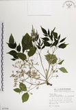 中文名:楝(S077504)學名:Melia azedarach L.(S077504)中文別名:苦楝英文名:China Tree, China Berry-tree