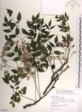 中文名:楝(S079488)學名:Melia azedarach L.(S079488)中文別名:苦楝英文名:China Tree, China Berry-tree