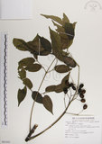中文名:楝(S081045)學名:Melia azedarach L.(S081045)中文別名:苦楝英文名:China Tree, China Berry-tree