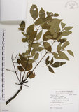 中文名:楝(S083260)學名:Melia azedarach L.(S083260)中文別名:苦楝英文名:China Tree, China Berry-tree