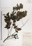 中文名:楝(S084929)學名:Melia azedarach L.(S084929)中文別名:苦楝英文名:China Tree, China Berry-tree