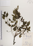 中文名:楝(S085002)學名:Melia azedarach L.(S085002)中文別名:苦楝英文名:China Tree, China Berry-tree