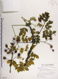 中文名:楝(S085711)學名:Melia azedarach L.(S085711)中文別名:苦楝英文名:China Tree, China Berry-tree