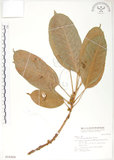 中文名:大葉雀榕(S016929)學名:Ficus caulocarpa (Miq.) Miq.(S016929)英文名:Balete, Largeleaf Fig