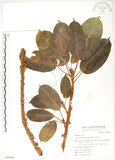 中文名:大葉雀榕(S050888)學名:Ficus caulocarpa (Miq.) Miq.(S050888)英文名:Balete, Largeleaf Fig