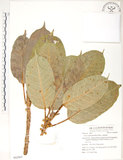 中文名:大葉雀榕(S062907)學名:Ficus caulocarpa (Miq.) Miq.(S062907)英文名:Balete, Largeleaf Fig