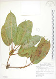 中文名:大葉雀榕(S085629)學名:Ficus caulocarpa (Miq.) Miq.(S085629)英文名:Balete, Largeleaf Fig