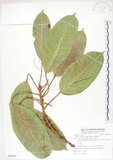 中文名:大葉雀榕(S085695)學名:Ficus caulocarpa (Miq.) Miq.(S085695)英文名:Balete, Largeleaf Fig