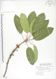 中文名:大葉雀榕(S088396)學名:Ficus caulocarpa (Miq.) Miq.(S088396)英文名:Balete, Largeleaf Fig