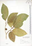 中文名:大冇榕(S002643)學名:Ficus septica Burm. f.(S002643)中文別名:稜果榕英文名:Angular-fruit Fig