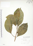 中文名:大冇榕(S004621)學名:Ficus septica Burm. f.(S004621)中文別名:稜果榕英文名:Angular-fruit Fig