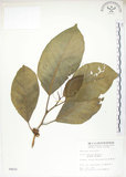 中文名:大冇榕(S004622)學名:Ficus septica Burm. f.(S004622)中文別名:稜果榕英文名:Angular-fruit Fig