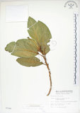 中文名:大冇榕(S007166)學名:Ficus septica Burm. f.(S007166)中文別名:稜果榕英文名:Angular-fruit Fig