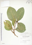 中文名:大冇榕(S010403)學名:Ficus septica Burm. f.(S010403)中文別名:稜果榕英文名:Angular-fruit Fig