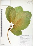 中文名:大冇榕(S016250)學名:Ficus septica Burm. f.(S016250)中文別名:稜果榕英文名:Angular-fruit Fig