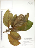 中文名:大冇榕(S031463)學名:Ficus septica Burm. f.(S031463)中文別名:稜果榕英文名:Angular-fruit Fig