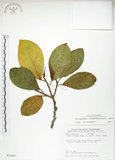 中文名:大冇榕(S035459)學名:Ficus septica Burm. f.(S035459)中文別名:稜果榕英文名:Angular-fruit Fig