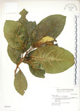 中文名:大冇榕(S042705)學名:Ficus septica Burm. f.(S042705)中文別名:稜果榕英文名:Angular-fruit Fig
