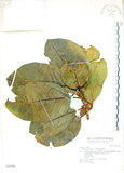 中文名:大冇榕(S042904)學名:Ficus septica Burm. f.(S042904)中文別名:稜果榕英文名:Angular-fruit Fig
