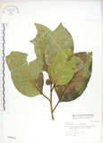 中文名:大冇榕(S046869)學名:Ficus septica Burm. f.(S046869)中文別名:稜果榕英文名:Angular-fruit Fig