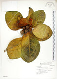 中文名:大冇榕(S048329)學名:Ficus septica Burm. f.(S048329)中文別名:稜果榕英文名:Angular-fruit Fig