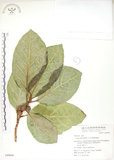 中文名:大冇榕(S049694)學名:Ficus septica Burm. f.(S049694)中文別名:稜果榕英文名:Angular-fruit Fig