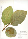 中文名:大冇榕(S049802)學名:Ficus septica Burm. f.(S049802)中文別名:稜果榕英文名:Angular-fruit Fig