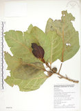 中文名:大冇榕(S050578)學名:Ficus septica Burm. f.(S050578)中文別名:稜果榕英文名:Angular-fruit Fig