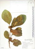 中文名:大冇榕(S050902)學名:Ficus septica Burm. f.(S050902)中文別名:稜果榕英文名:Angular-fruit Fig