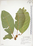 中文名:大冇榕(S053804)學名:Ficus septica Burm. f.(S053804)中文別名:稜果榕英文名:Angular-fruit Fig