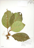 中文名:大冇榕(S054248)學名:Ficus septica Burm. f.(S054248)中文別名:稜果榕英文名:Angular-fruit Fig