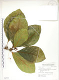 中文名:大冇榕(S062739)學名:Ficus septica Burm. f.(S062739)中文別名:稜果榕英文名:Angular-fruit Fig